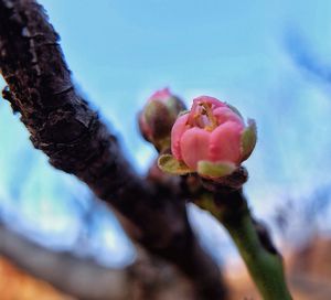 Close-up of fresh flower plant against sky