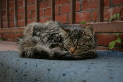 Cat sleeping in a brick wall