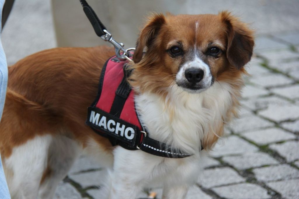 dog, pets, animal themes, domestic animals, one animal, mammal, portrait, looking at camera, pet collar, sitting, close-up, focus on foreground, sticking out tongue, animal hair, brown, animal head, puppy, day, front view