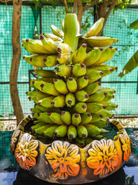 Close-up of fruits on plant