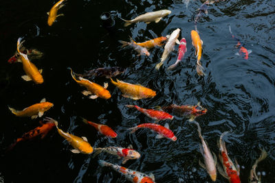 High angle view of koi carps swimming in lake