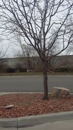 Bare trees against sky