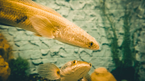 Close-up of fish swimming in sea