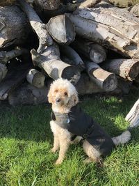 Portrait of dog on field