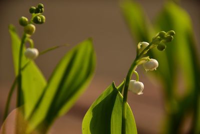 Close-up of plant