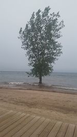 Tree by sea against clear sky