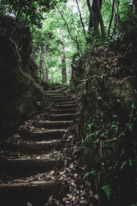 Footpath in forest