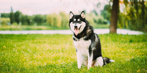 Dogs running on grassy field