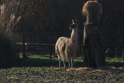 Llama standing on field against trees