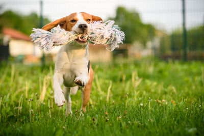 Dog running on grass, fetching a toy