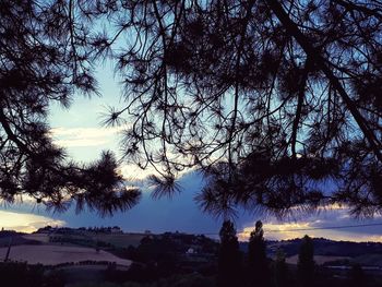 Silhouette trees on landscape against sky during sunset