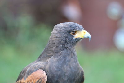 Close-up of eagle against blurred background