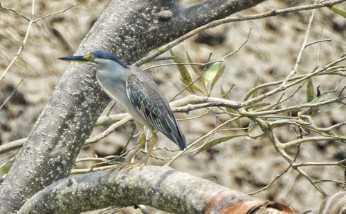 Grey heron