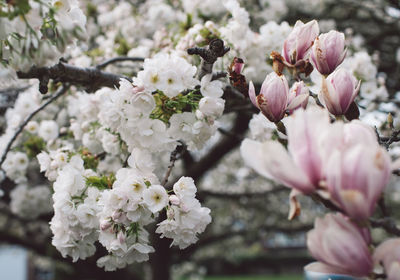 Close-up of pink cherry blossom