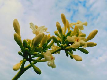 Low angle view of flowering plant against sky