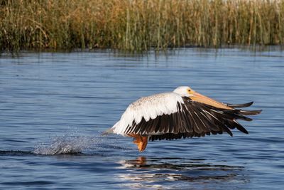 Bird flying over the lake