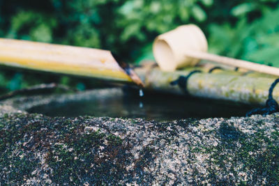 Close-up of plants growing by wooden post