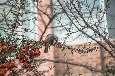 Close-up of bird perching on tree