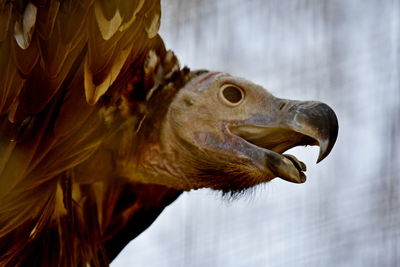 Bear headed vulture