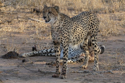 View of a cheetah