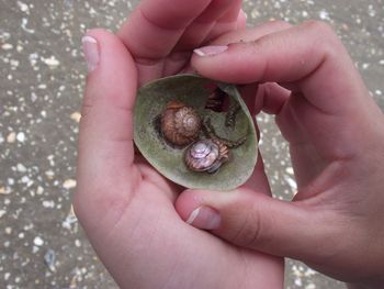 Close-up of woman holding shells