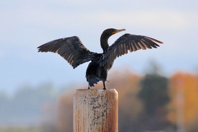 Cormorant drying in the sunshine