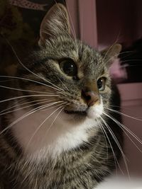 Close-up portrait of a cat looking away