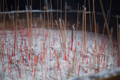 Close-up of red sticks on wood