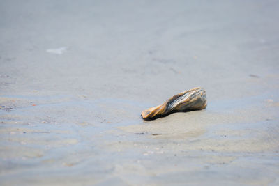 Close-up of animal shell