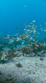 Underwater view with school fish in ocean. sea life in transparent water