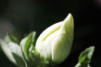 Close-up of white flower against black background