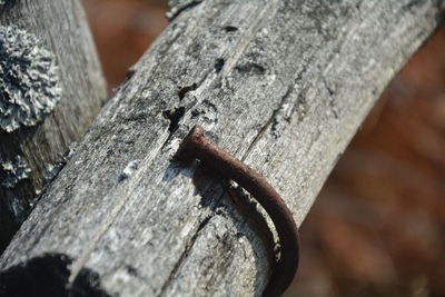 Close-up of rusty metal on wood