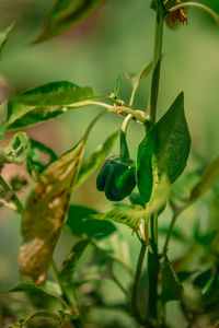 Close-up of berries growing on plant