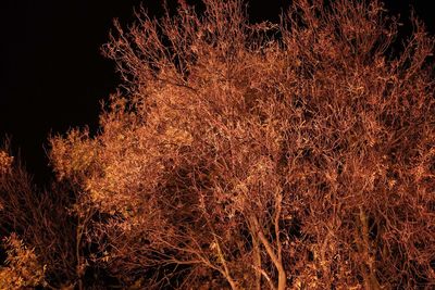 Low angle view of illuminated trees against sky at night