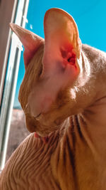 Sphynx cat washes in the sun