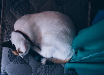 Close-up of dog sleeping