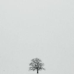 Low angle view of bare trees against clear sky