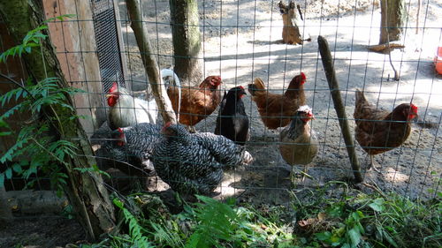 Flock of birds in farm