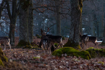 Horses in a forest