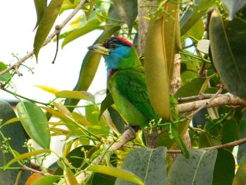 Close-up of bird perching on tree