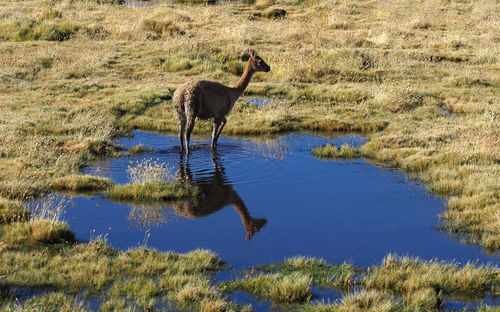 Guanaco on grass by water