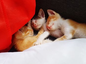 Cat sleeping on bed