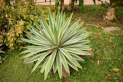 High angle view of succulent plant on field