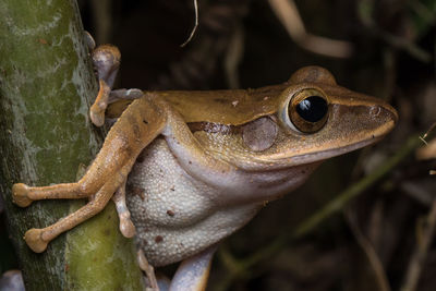 Close-up of frog on plant