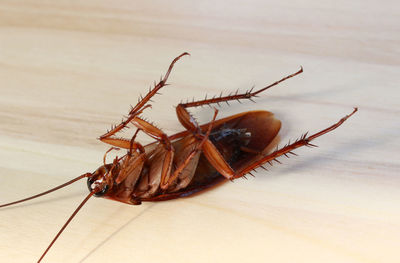 Dead cockroach on wood background