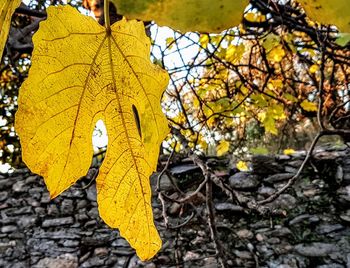 Close-up of yellow autumn leaves on tree