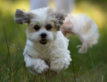 Portrait of white puppy on field