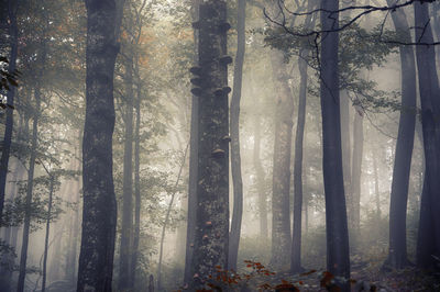 Trees in forest during winter
