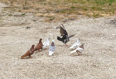 High angle view of birds flying over land