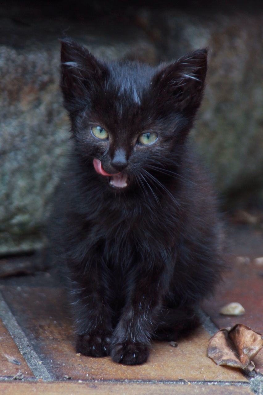 animal themes, one animal, domestic animals, pets, mammal, domestic cat, cat, black color, feline, relaxation, whisker, indoors, focus on foreground, sitting, portrait, looking at camera, close-up, no people, full length, day